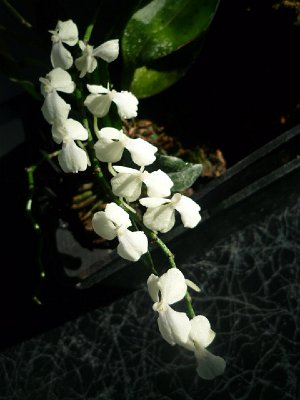 AERANGIS CITRATA
